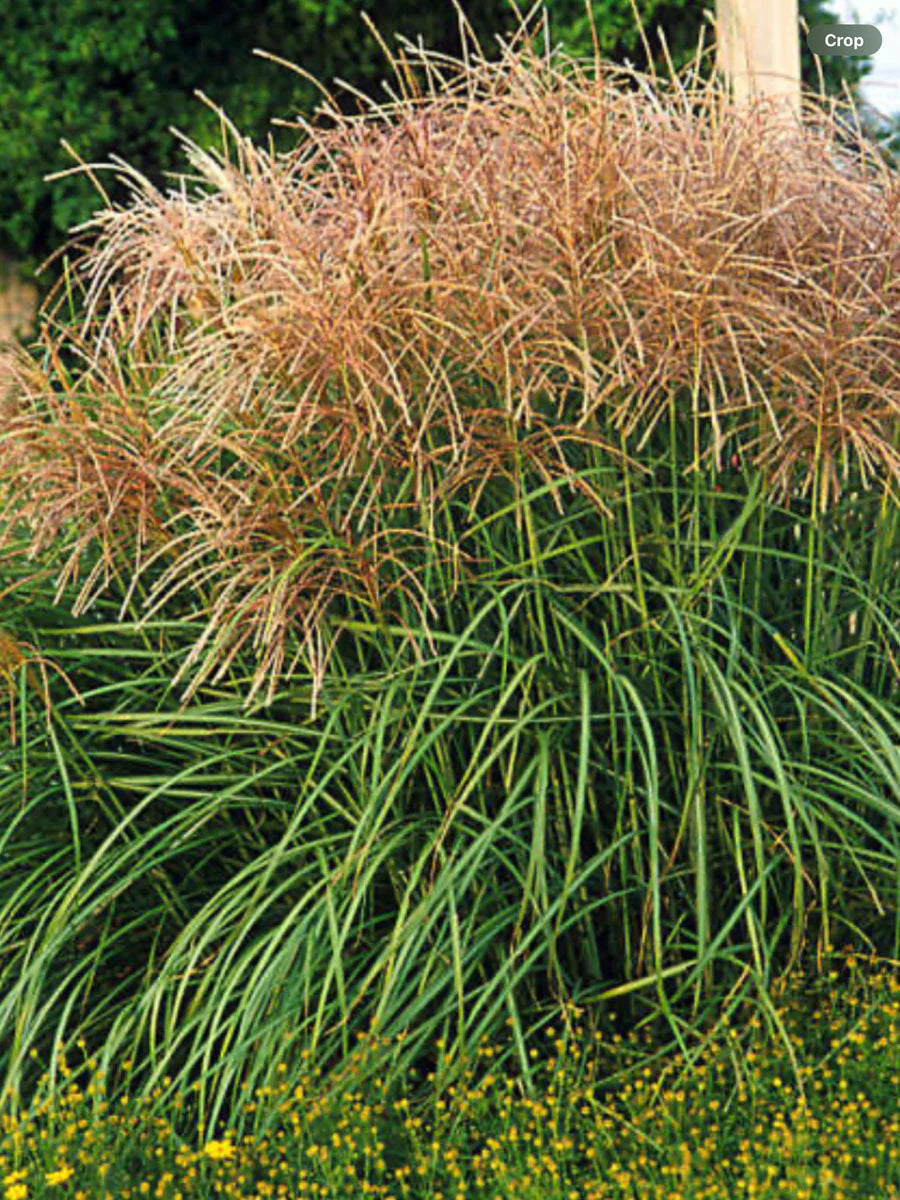 Tasc Miscanthus sinensis Huron Sunrise