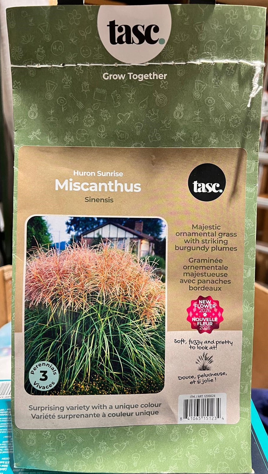 Tasc Miscanthus sinensis Huron Sunrise
